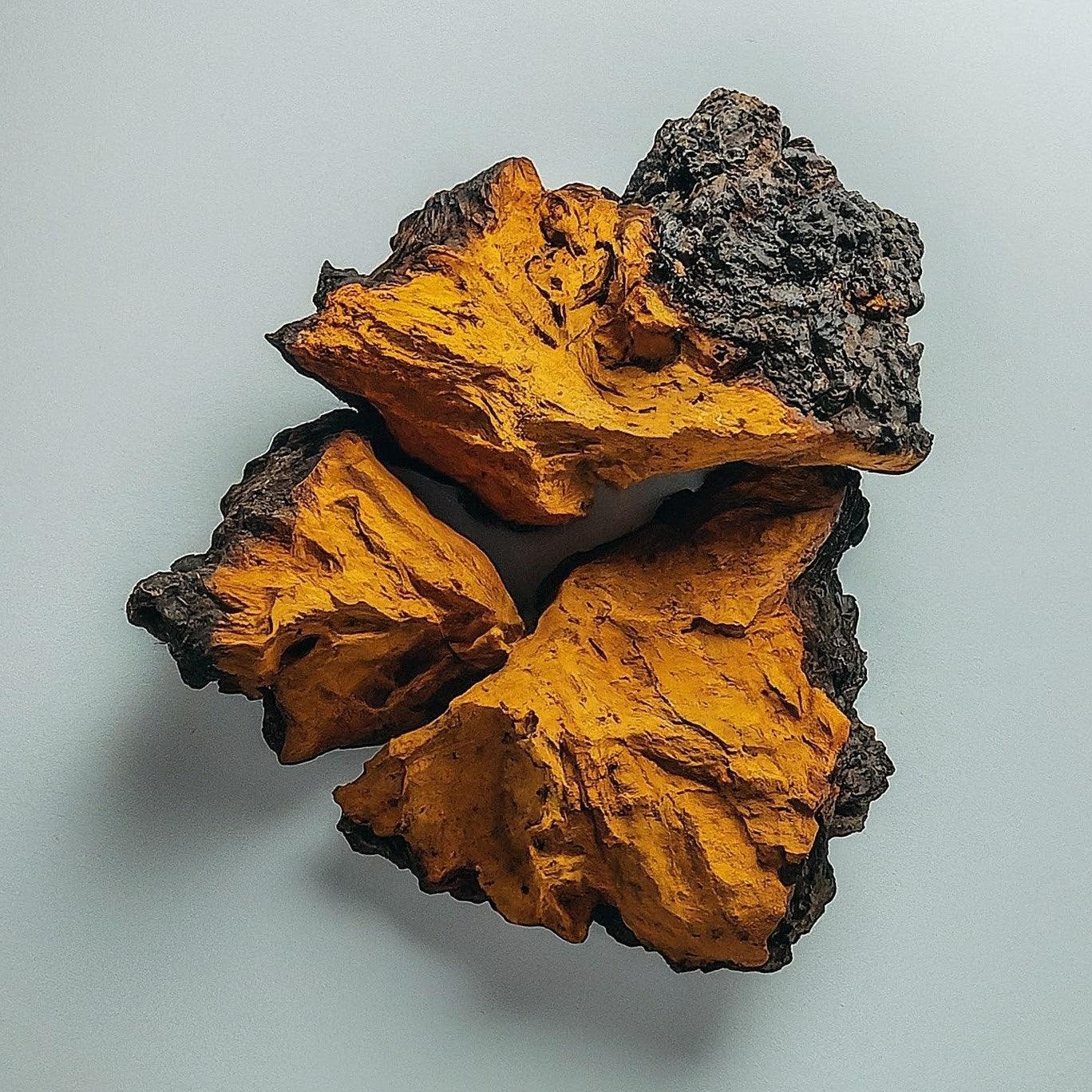Chaga mushroom close up, revealing 3 large pieces. Widely known for its health properties.