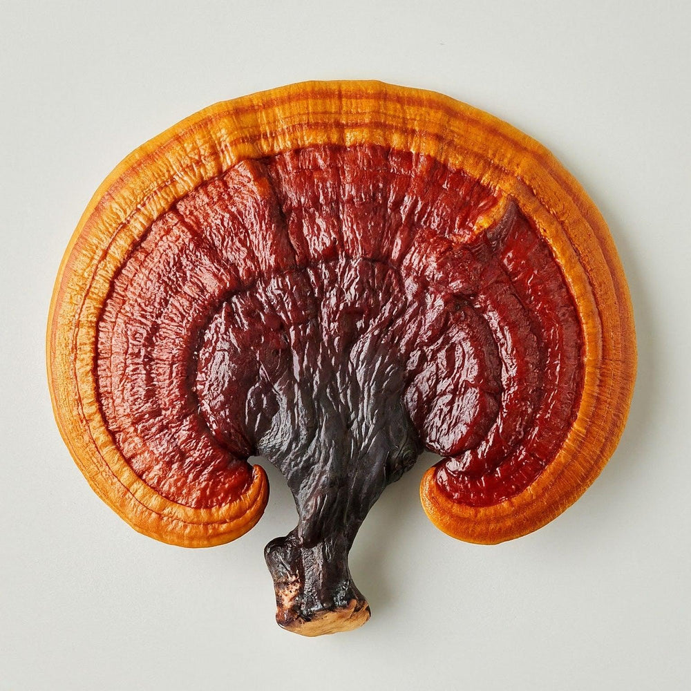 The Power of the Reishi Mushroom: A Deep Dive into Its Health Benefits