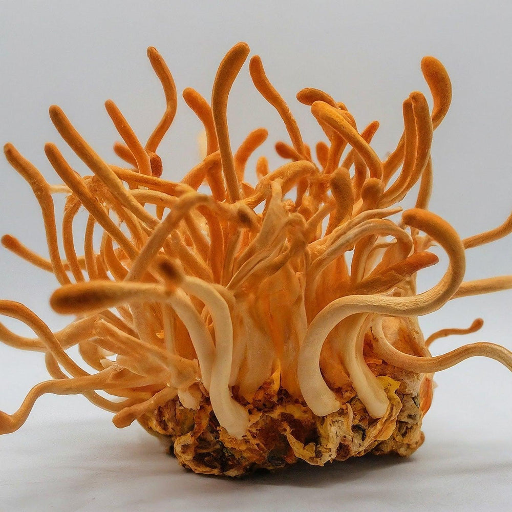 Stunning close up of cordyceps mushroom, known for its health properties.