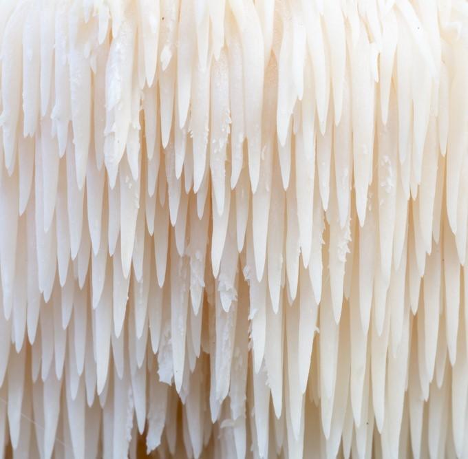 
                  
                    Lion's Mane Tincture - Organic Mushroom
                  
                