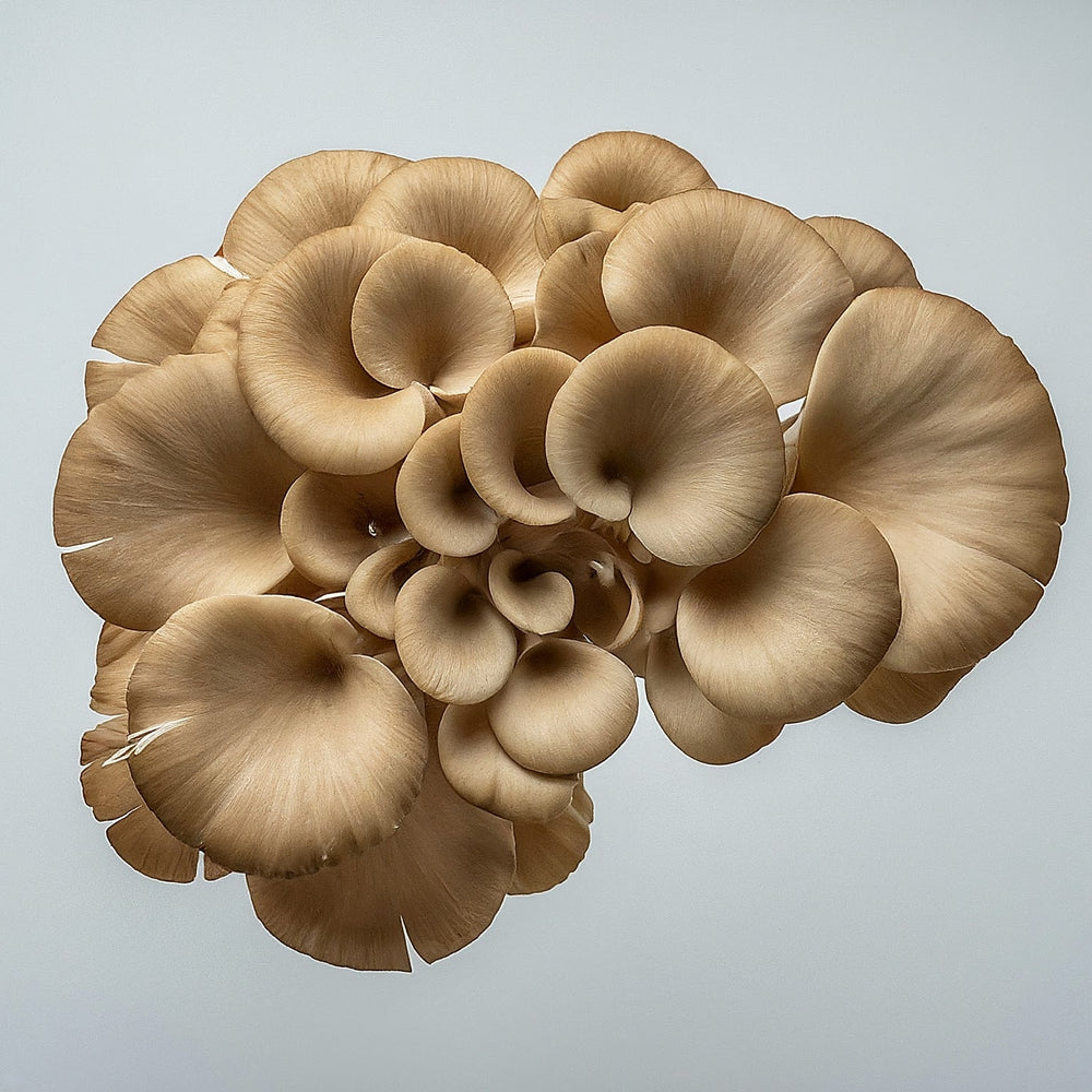 Beautiful picture of maitake mushrooms