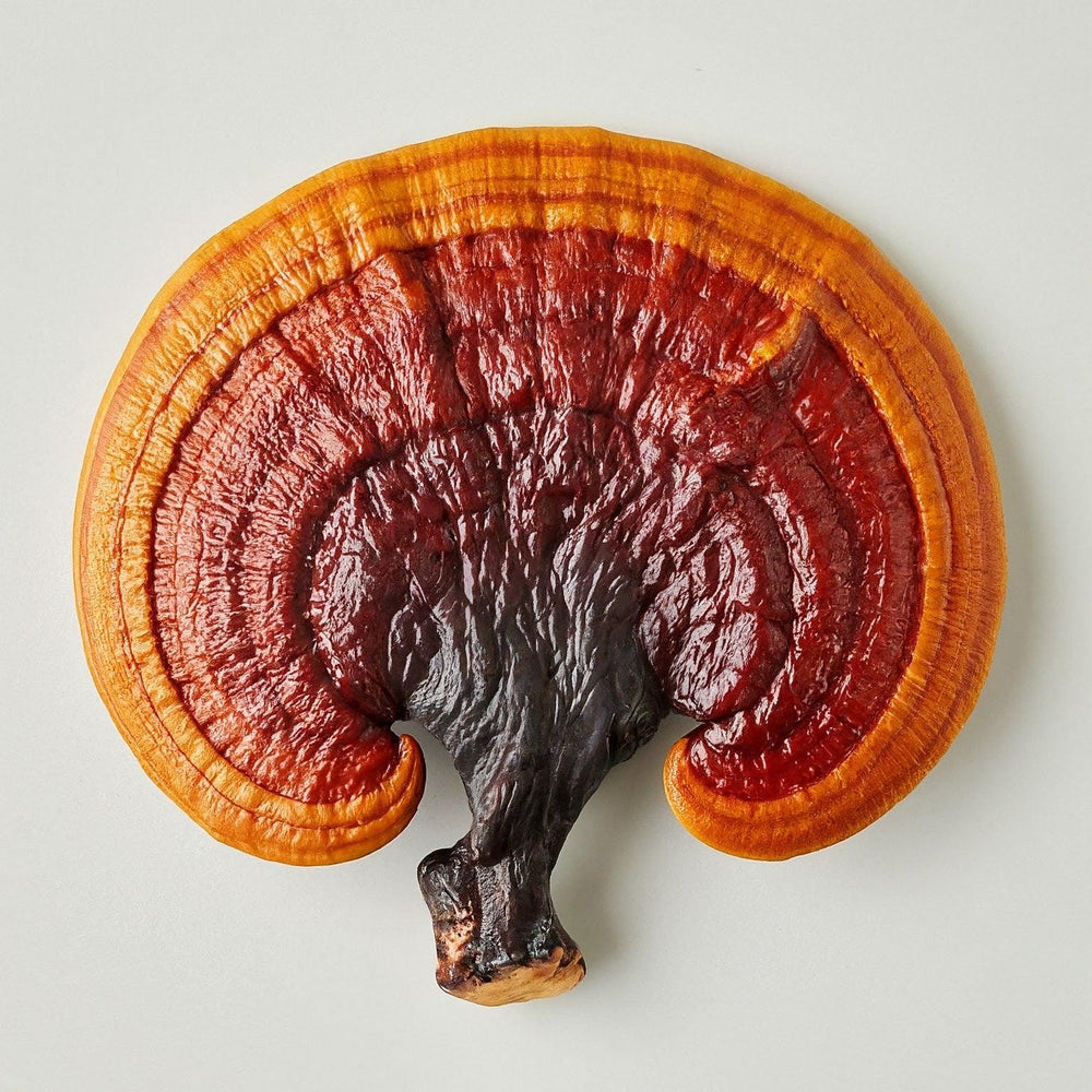 Beautiful close up of Reishi mushroom, known for its numerous health properties.