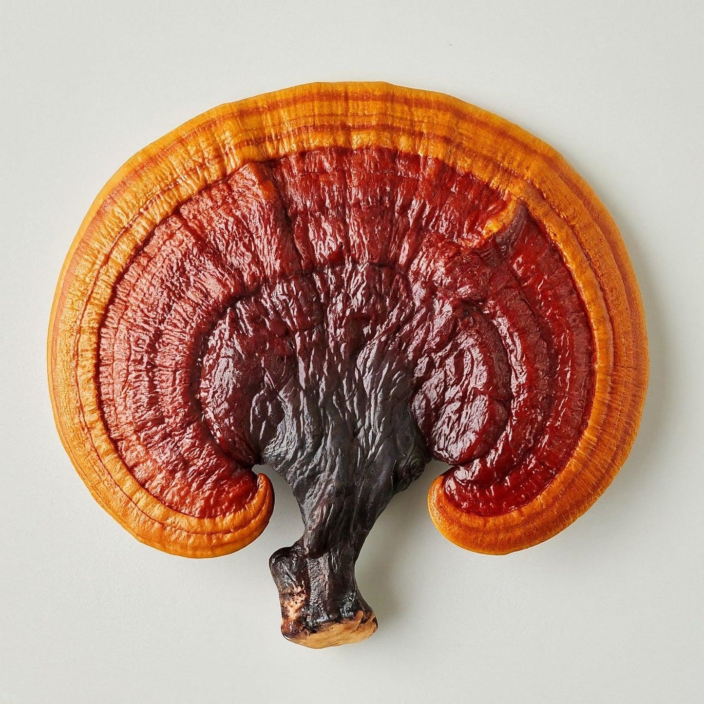 Beautiful close up of Reishi mushroom, known for its numerous health properties.