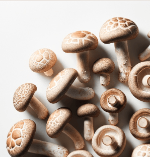 
                  
                    Shiitake Mushroom Tincture - Organic
                  
                