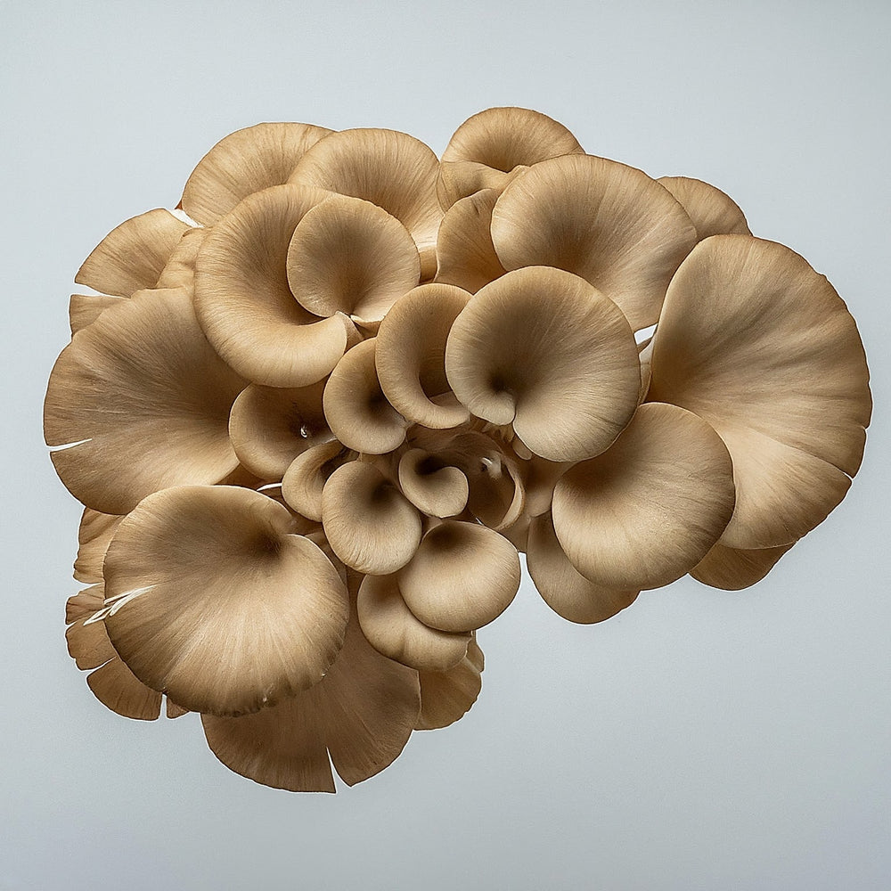 
                  
                    Maitake Mushroom Tincture - Organic
                  
                